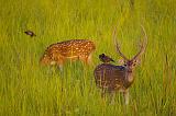 Birds and deers, Corbett National Park, Uttaranchal, India